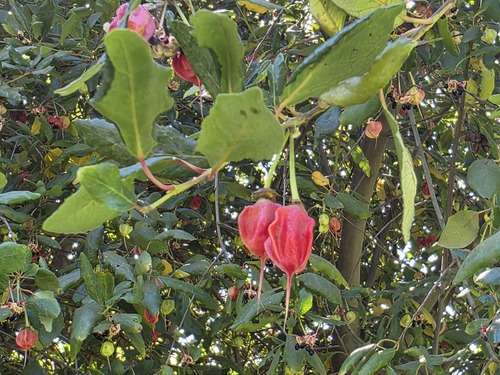 Crinodendron patagua, photograph 5
