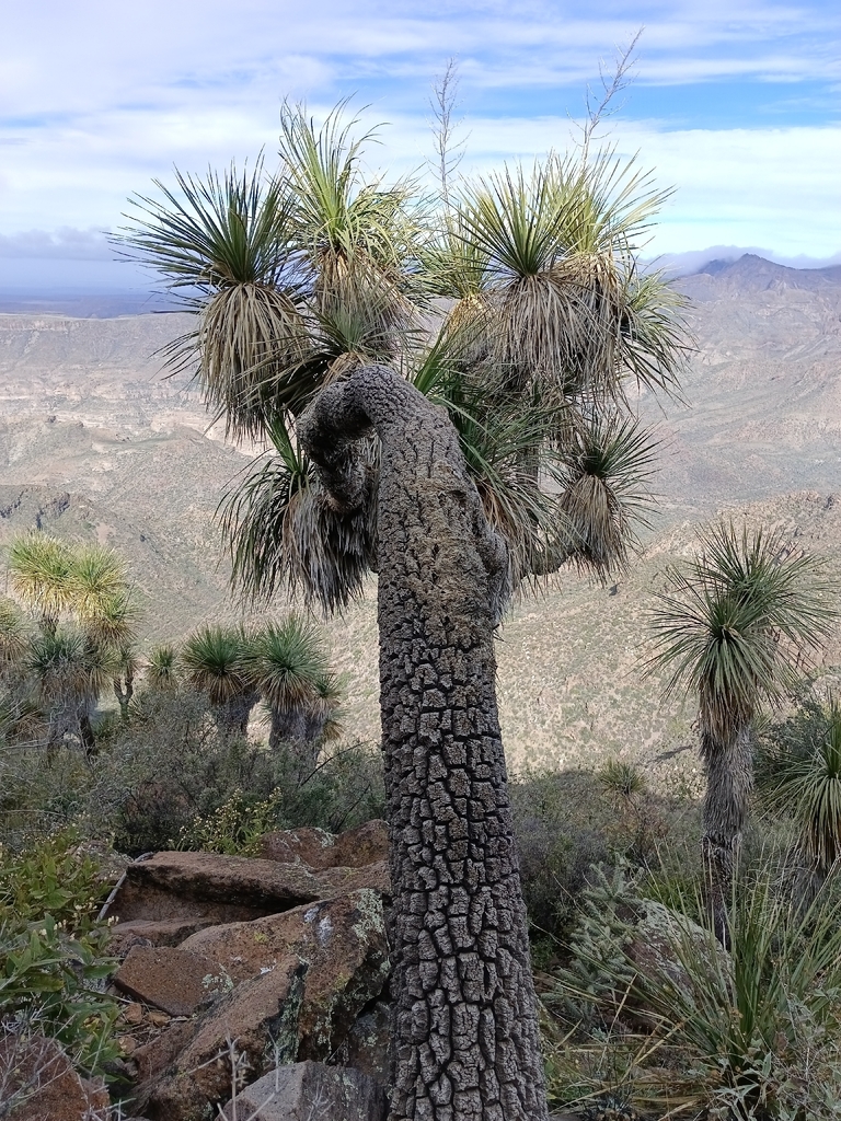 Nolina brandegeei