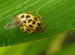 Psyllobora confluens