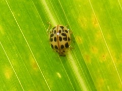 Psyllobora confluens