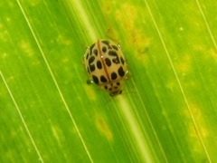 Psyllobora confluens