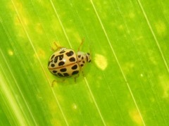 Psyllobora confluens