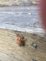 Amphipsalta cingulata