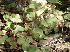 Acaena dumicola