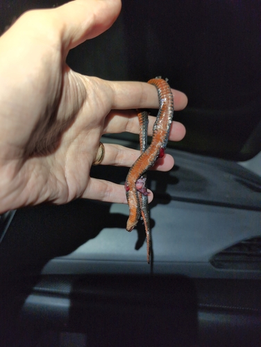 Black Swampsnake
