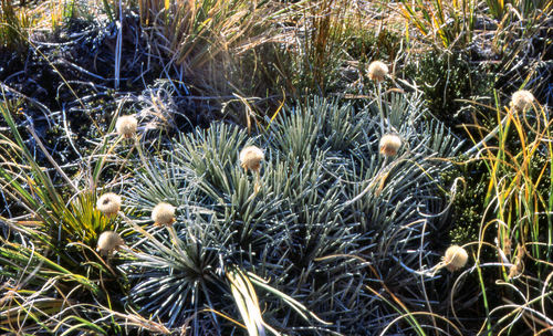 Mark's Celmisia (Celmisia markii)