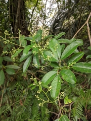 Turpinia ternata
