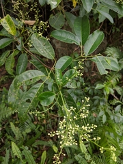 Turpinia ternata