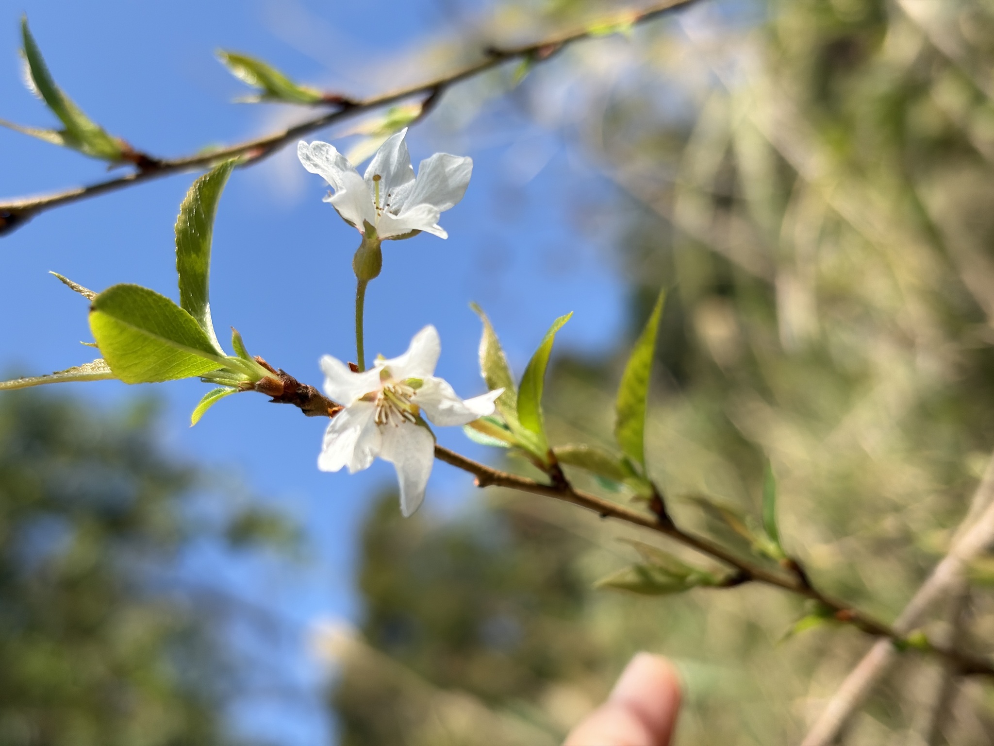 Japanese flowering cherry