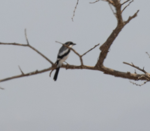 Somali Fiscal (Lanius somalicus), photo 6