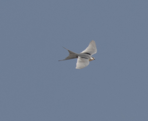 Scissor-tailed Kite (Chelictinia riocourii), photo 10