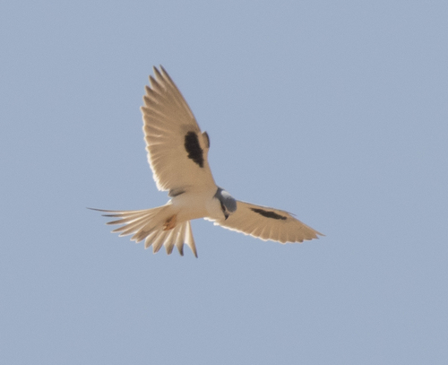 Scissor-tailed Kite (Chelictinia riocourii), photo 2