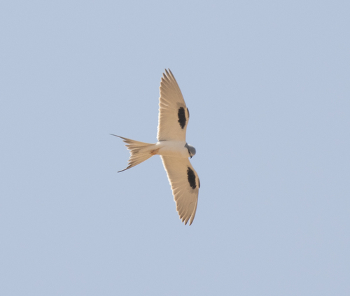 Scissor-tailed Kite (Chelictinia riocourii), photo 3