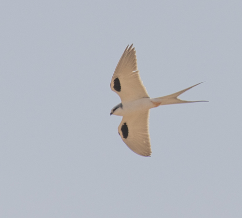 Scissor-tailed Kite (Chelictinia riocourii), photo 9