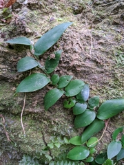 Rhaphidophora hongkongensis