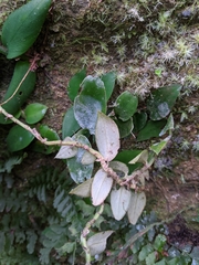 Rhaphidophora hongkongensis