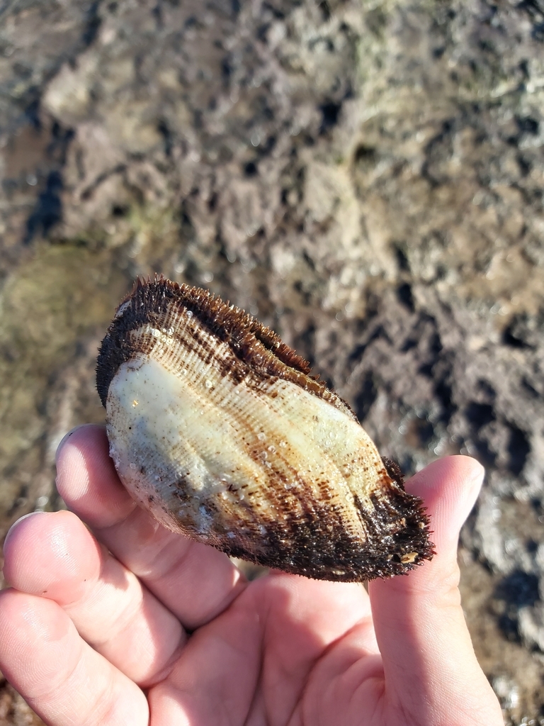 Barbatia pistachia