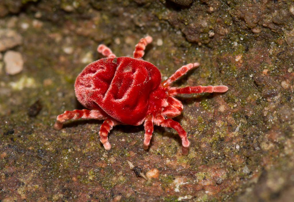 Trombidiform Mites