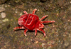 True Velvet Mites - Photo (c) anthonypaul, some rights reserved (CC BY-NC), uploaded by anthonypaul