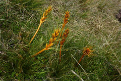 Aciphylla pinnatifida