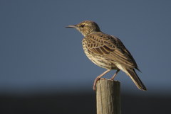 Certhilauda curvirostris brevirostris