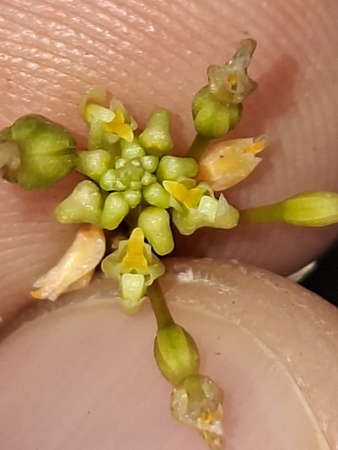 Trizeuxis falcata