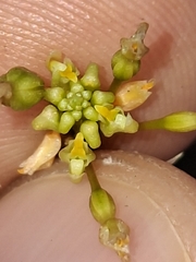Trizeuxis falcata