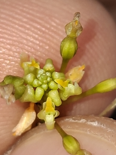 Trizeuxis falcata, photograph 2