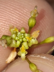 Trizeuxis falcata, photograph (c) Daniel Mesa, some rights reserved (CC BY)