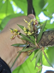 Trizeuxis falcata, photograph (c) Daniel Mesa, some rights reserved (CC BY)