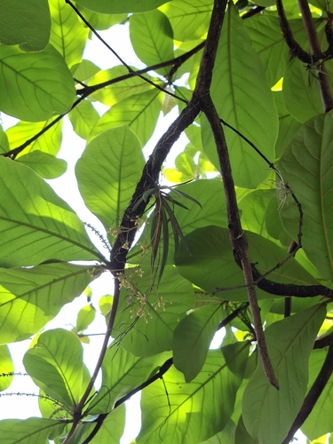 Trizeuxis falcata, photograph 4