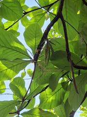 Trizeuxis falcata, photograph (c) Daniel Mesa, some rights reserved (CC BY)