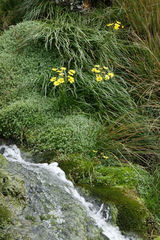 Dolichoglottis lyallii