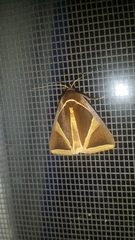 Agamana conjungens
