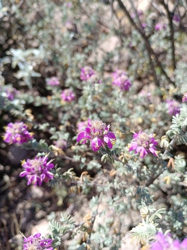 Dalea bicolor, photograph 2