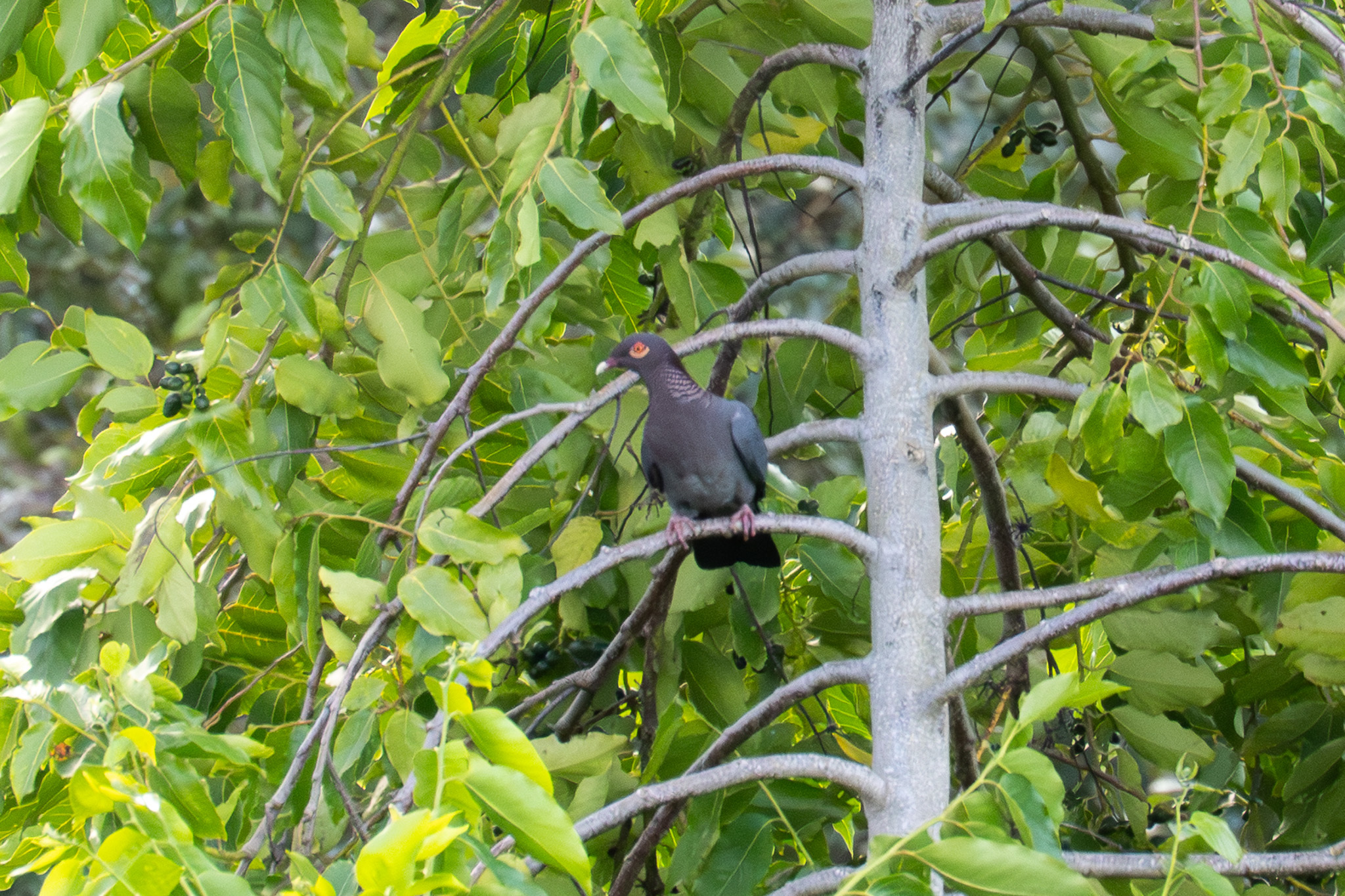 Scaly-naped Pigeon (Patagioenas squamosa), photo 2