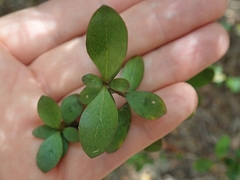 Coprosma neglecta