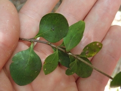 Coprosma neglecta