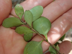 Coprosma neglecta