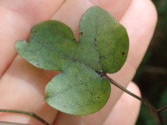 Clematis cunninghamii