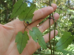 Clematis cunninghamii