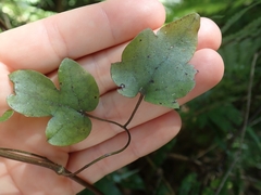 Clematis cunninghamii