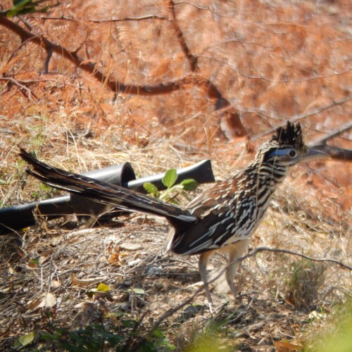 Lesser Roadrunner