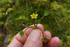 Ranunculus maculatus