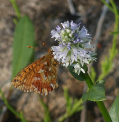 Boloria alaskensis