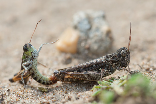 Mottled Grasshopper, photo 6 of 10
