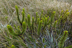 Veronica pauciramosa