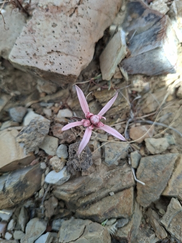 Euphorbia radians, photograph 5
