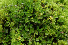 Ranunculus maculatus