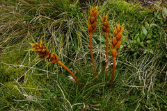 Aciphylla pinnatifida